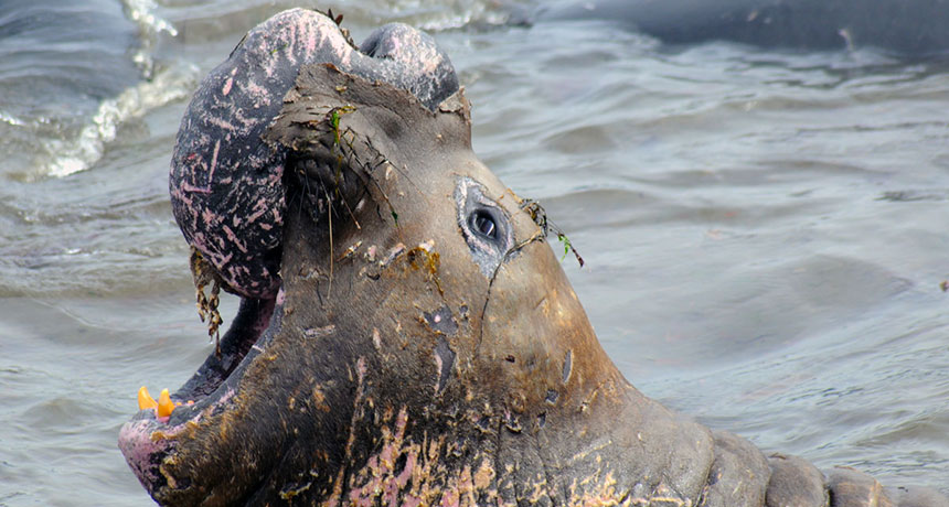 A northern elephant seal shedding