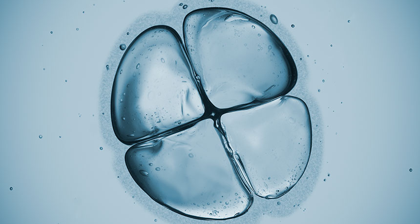 a four-cell embryo