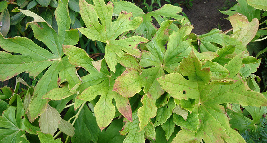 Himalayan mayapple