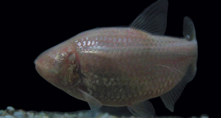 Mexican cavefish