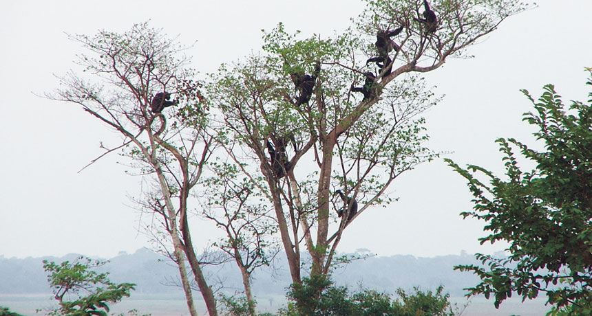 chimps in trees