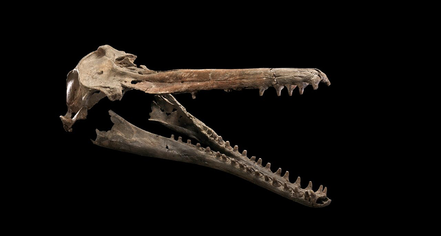 river dolphin fossil skull and jaw