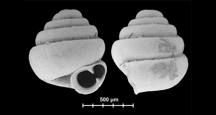 tiny snail shell