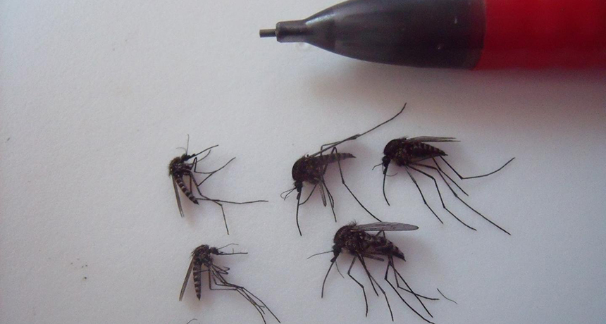 Arctic mosquitoes with pencil