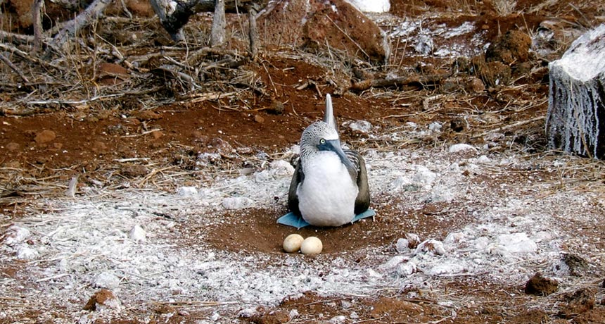 blue footed booby and two eggs
