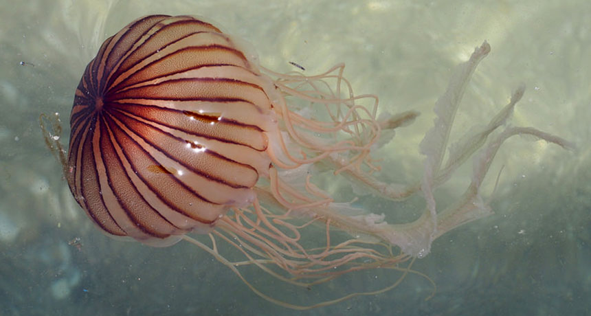 Some jellyfish sting deeper than others | Science News