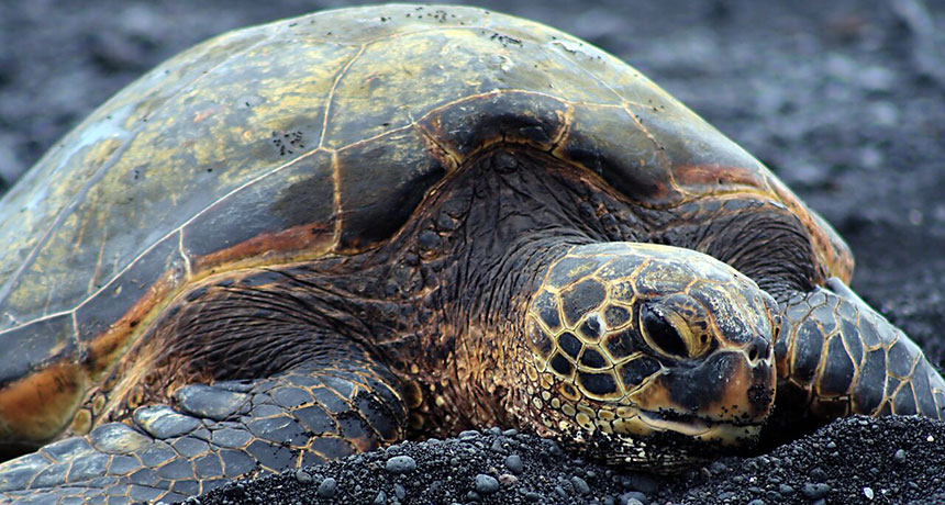 sea turtle