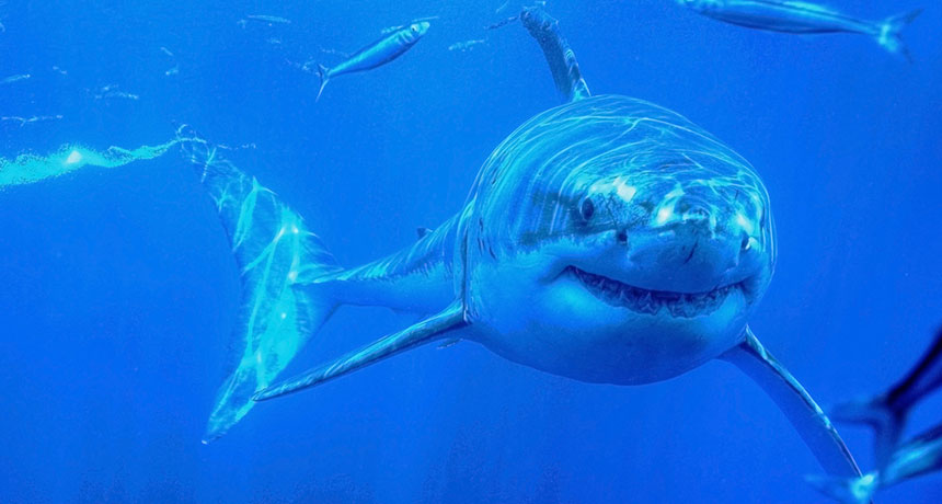 shark