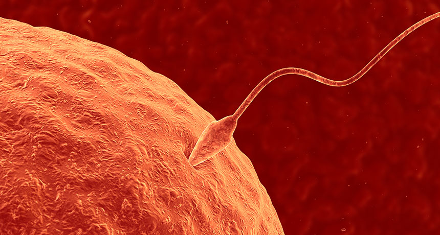 sperm and egg