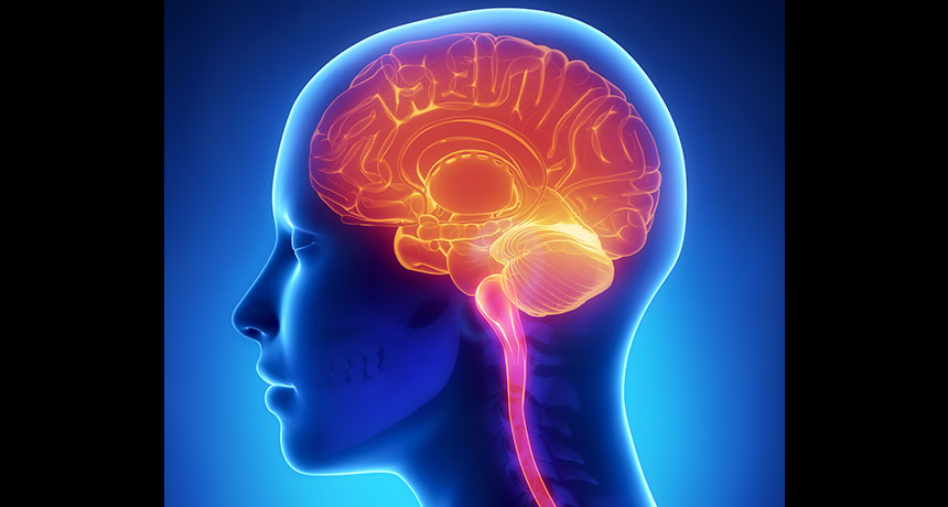 brain image