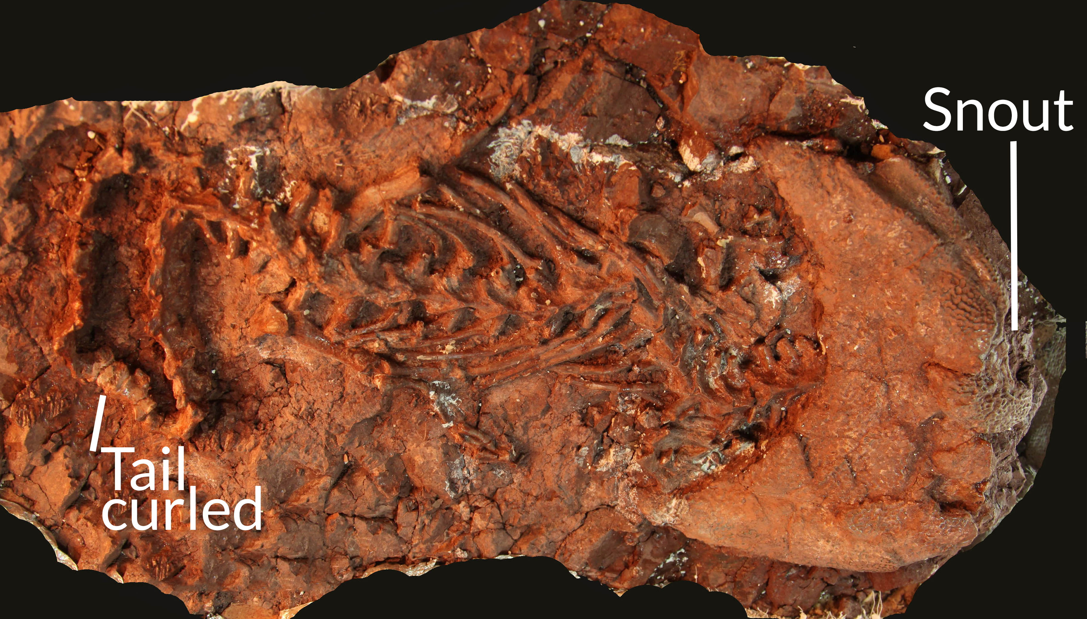 dimetrodon fossil