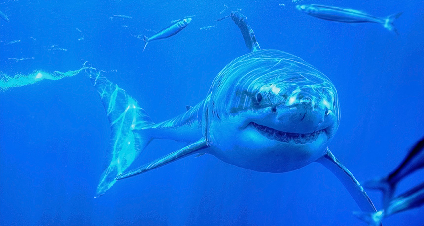 great white shark