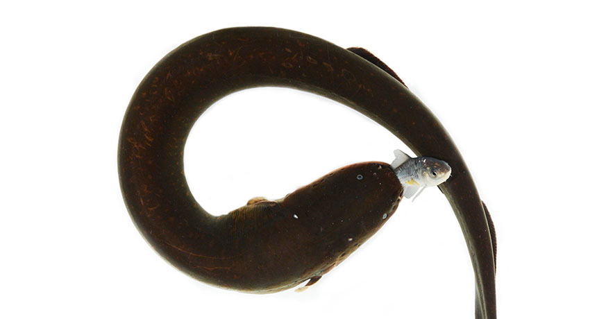 curling eel