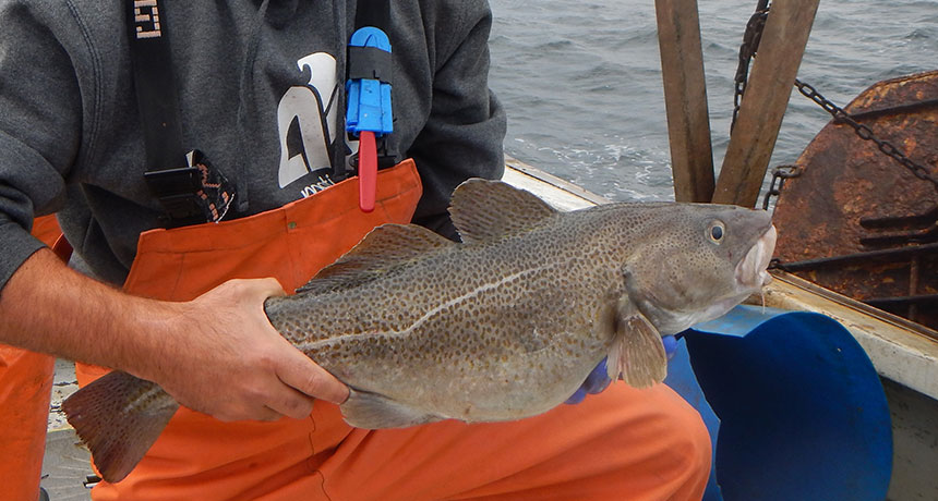 Atlantic cod