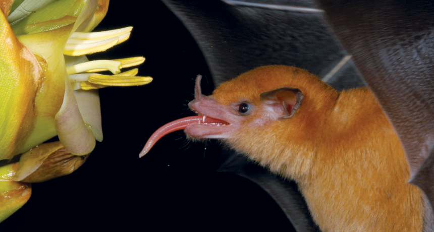 feeding orange bat