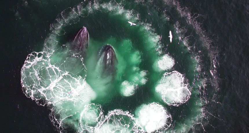 humpback whales