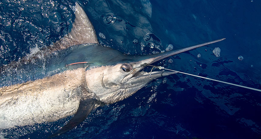 Marlin