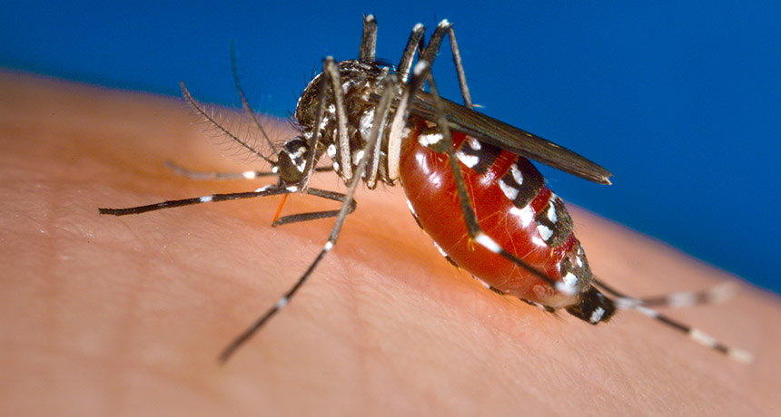 Asian tiger mosquito