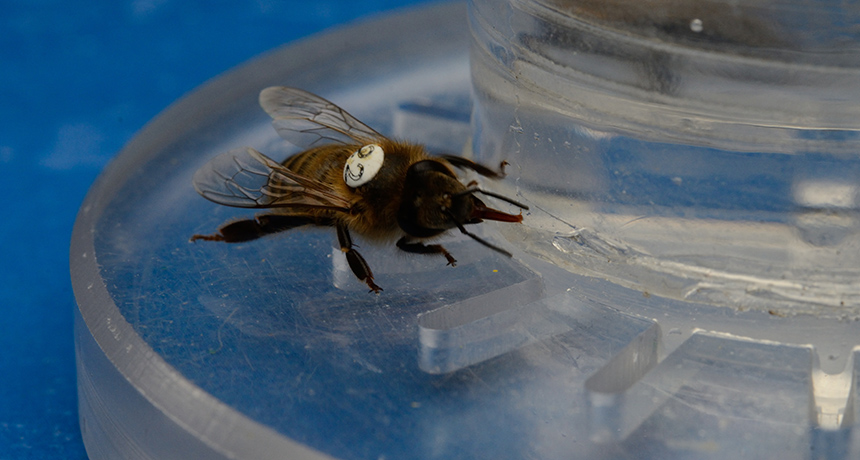 honeybee feeding on caffeine nectar
