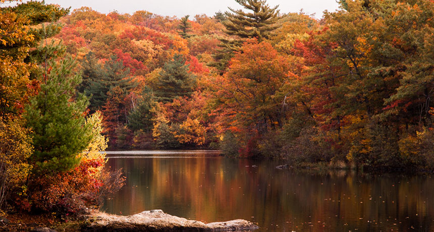 Fall foliage at a pond in New England