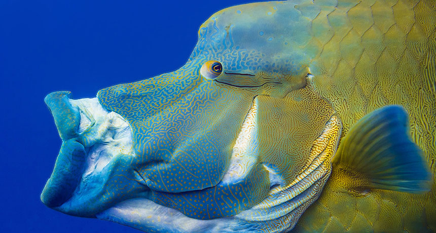 Maori Wrasse fish