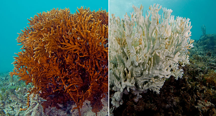 fire coral