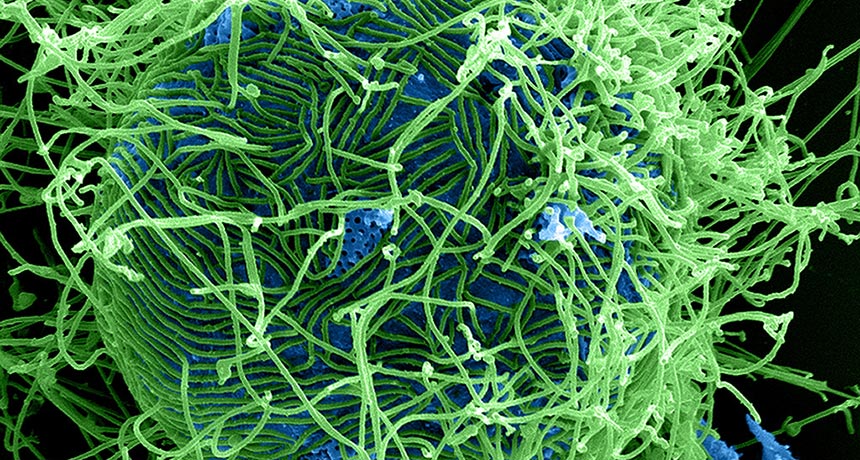 ebola virus