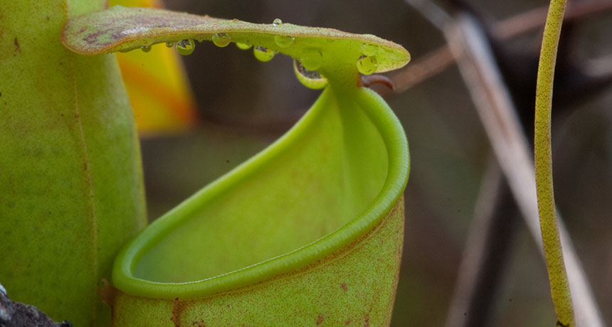 pitcher plant Nepenthes gracilis