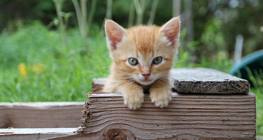 kitten