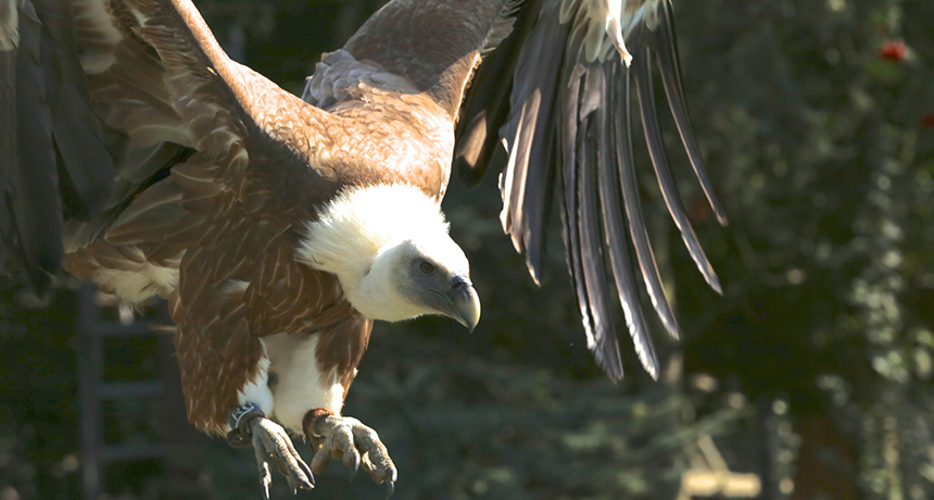 griffon vulture