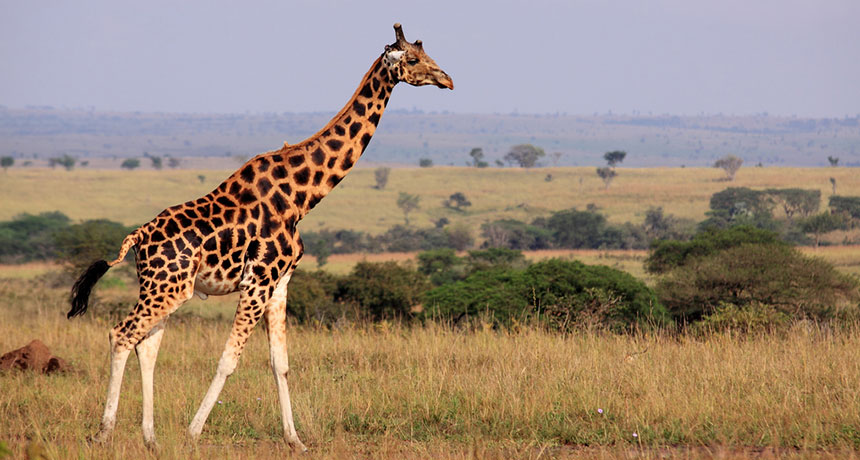 How the giraffe got its long neck | Science News