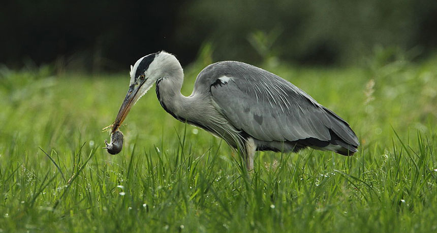 gray heron