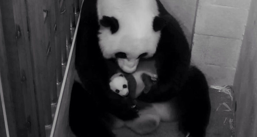 National Zoo pandas