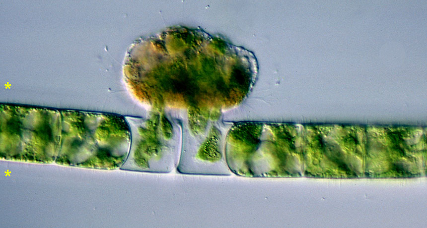 microbe