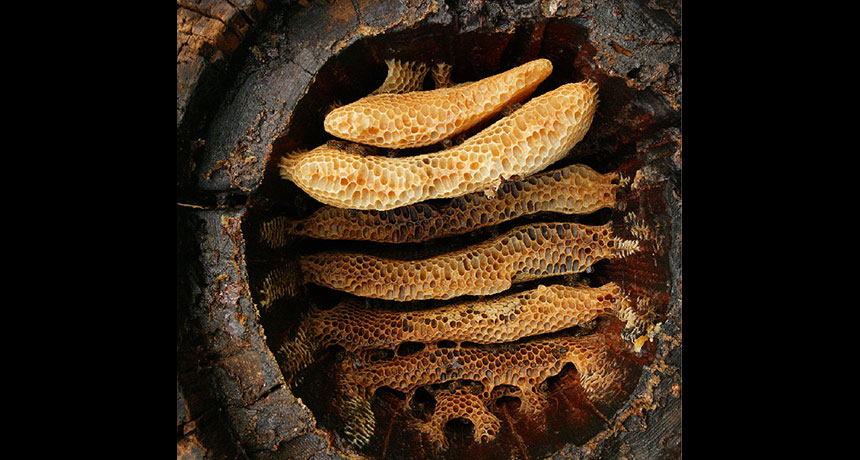 honeycombs in a log