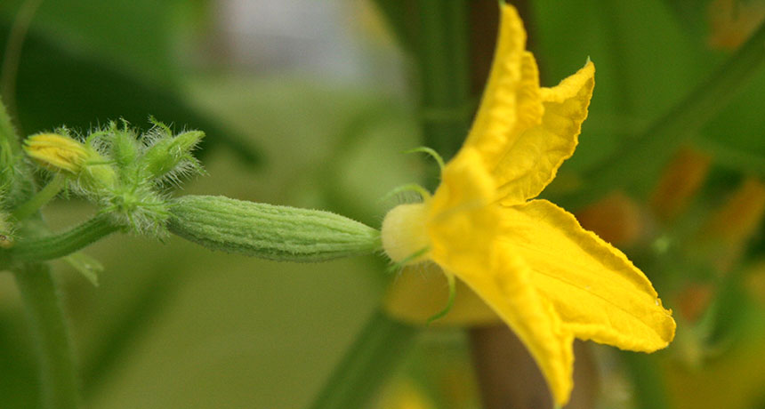 cucumber flower