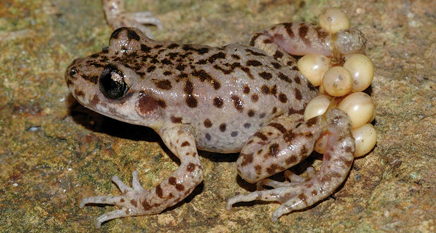 toad