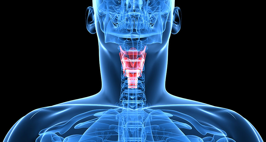 illustration of the larynx