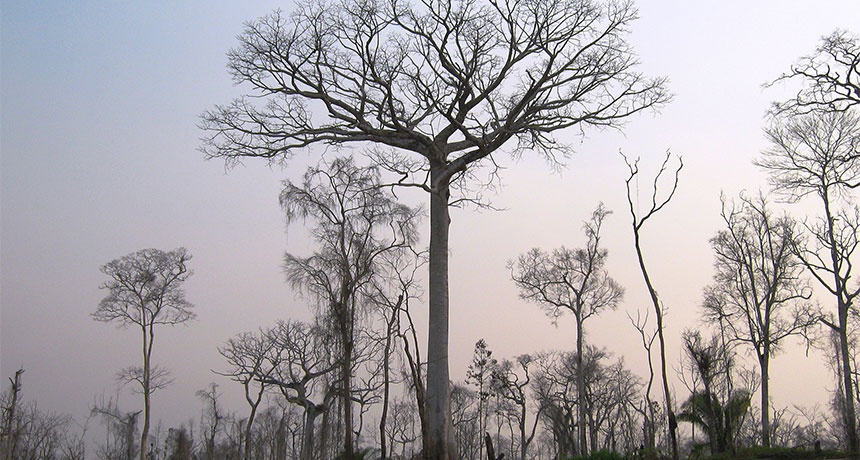 trees in the Amazon