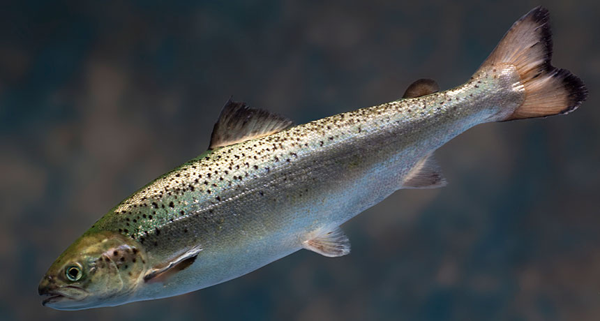 gmo salmon