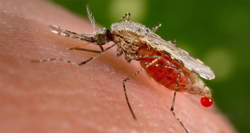 Anopheles stephensi mosquito
