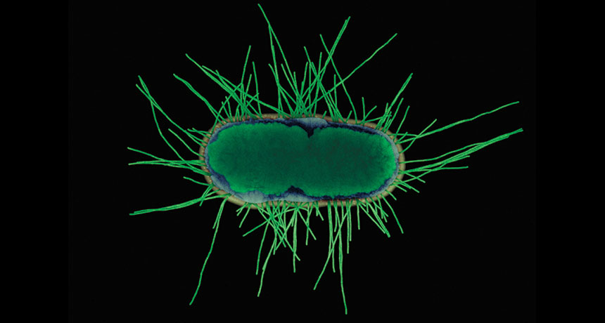 E. coli K12 bacterium