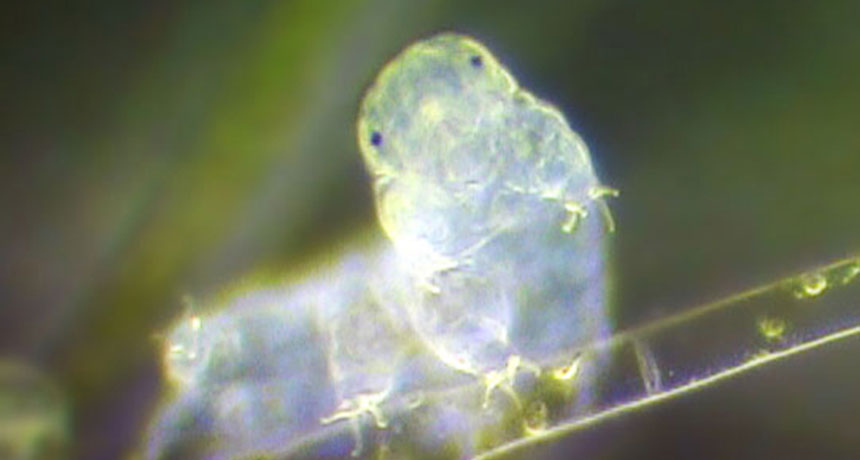 water bear