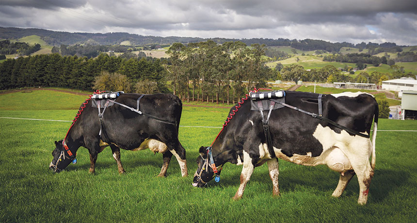 cows grazing