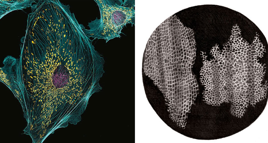 cork and cow cells