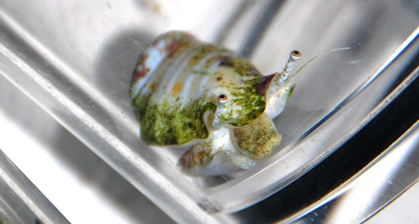 hunchbacked conchs