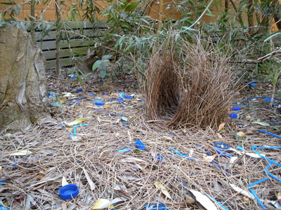 bowerbird nest