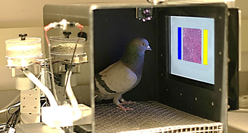 pigeon in an experiment setup
