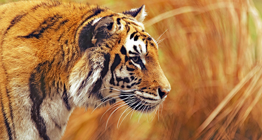 tiger