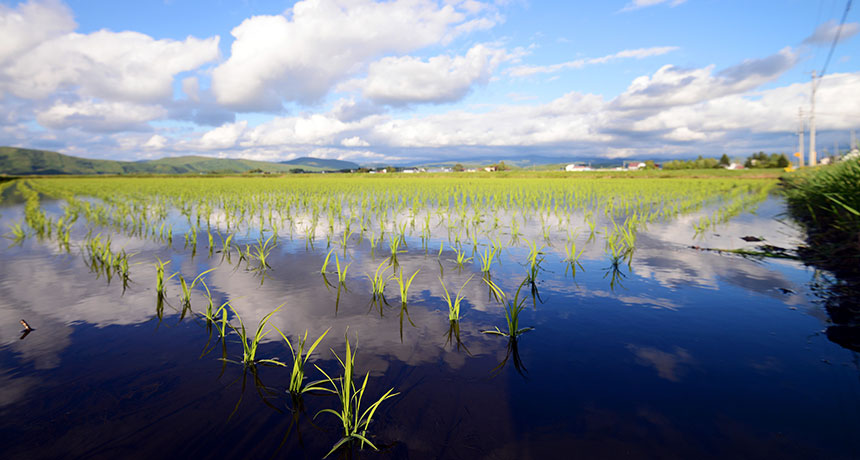 rice fields